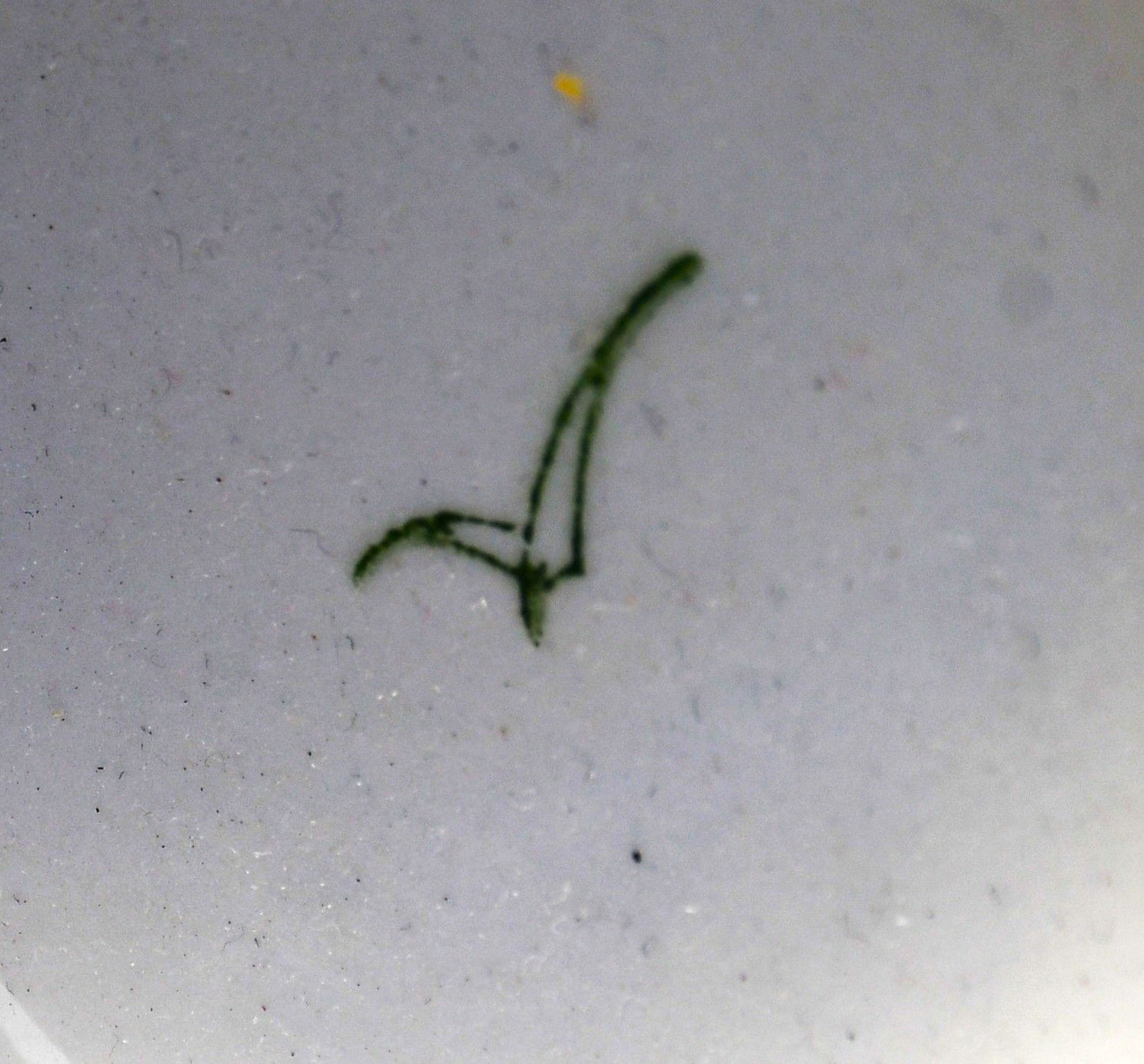 Руска юбилейна халба. (5 бр.) Колекционна.