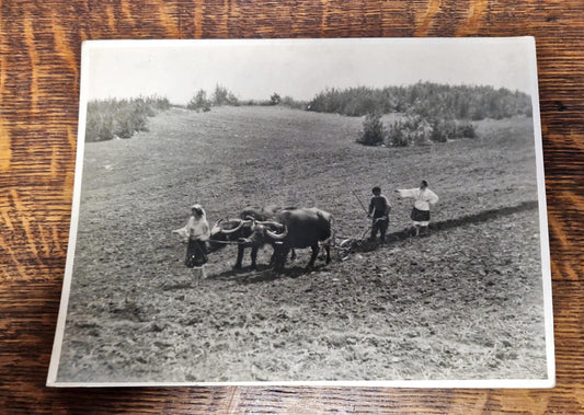 Плакат - Невена Дочева 1933 (39)
