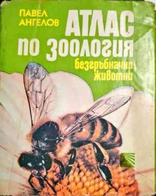 Атлас по зоология: Безгръбначни животни (385) - Книга