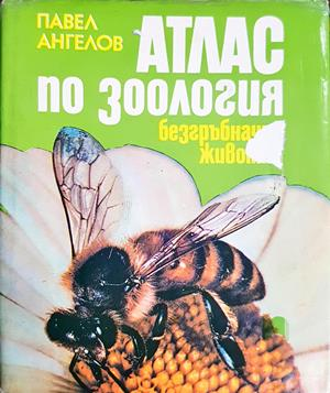 Атлас по зоология: Безгръбначни животни (1940)